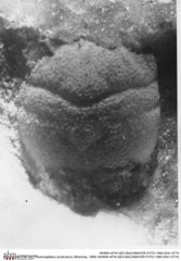 Historisches Foto von Cracensigillatus acutirostrus (Moericke, 1889) (NHMW-AFW-GEO-BACHMAYER-FOTO-1990-0041-0774)